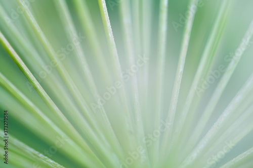 Macro floral background. Macro green pine tree needles background. Pine cone and green pine needles. Beautiful macro wallpaper. Soft focus abstract nature pattern.