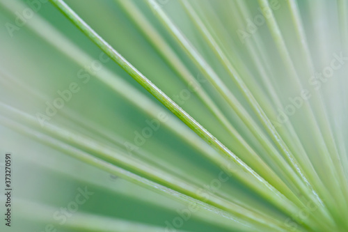 Macro floral background. Macro green pine tree needles background. Pine cone and green pine needles. Beautiful macro wallpaper. Soft focus abstract nature pattern.