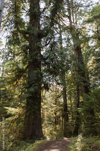tall pine trees