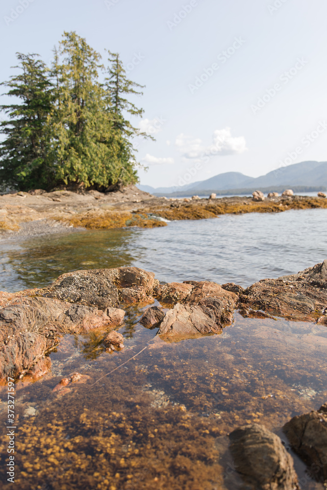 tide pool in alaska