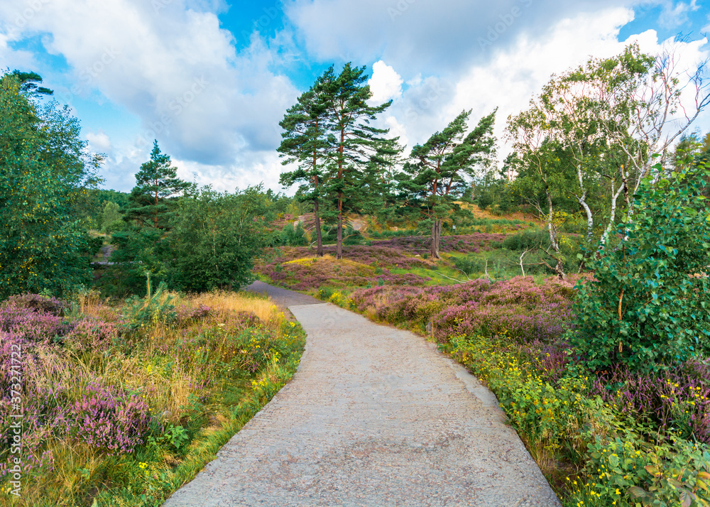 Fototapeta premium Pink and purple heather in the foregroud and a rocky path amidst all the colorful flowers lading to the top of a hill