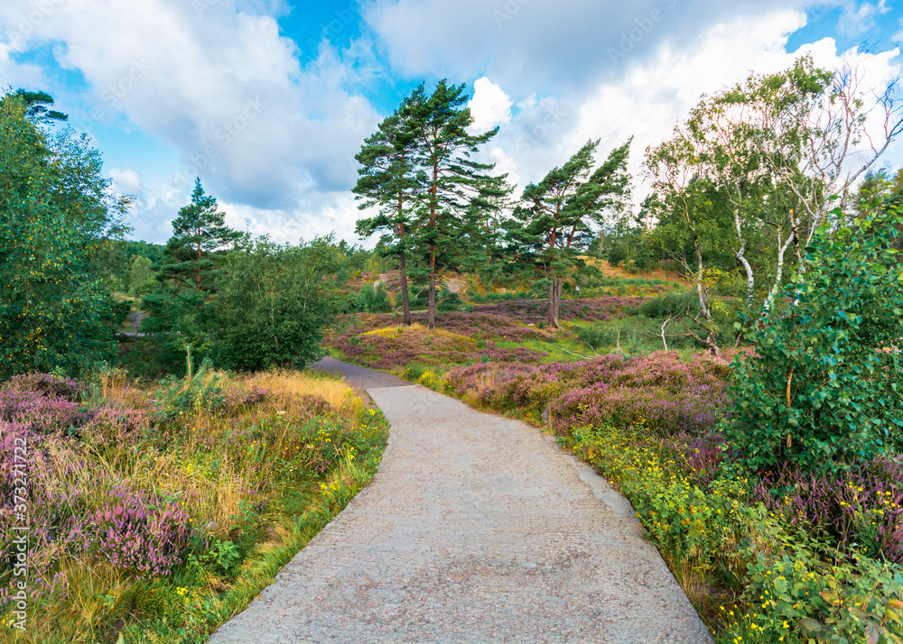Pink and purple heather in the foregroud and a rocky path amidst all the colorful flowers lading to the top of a hill