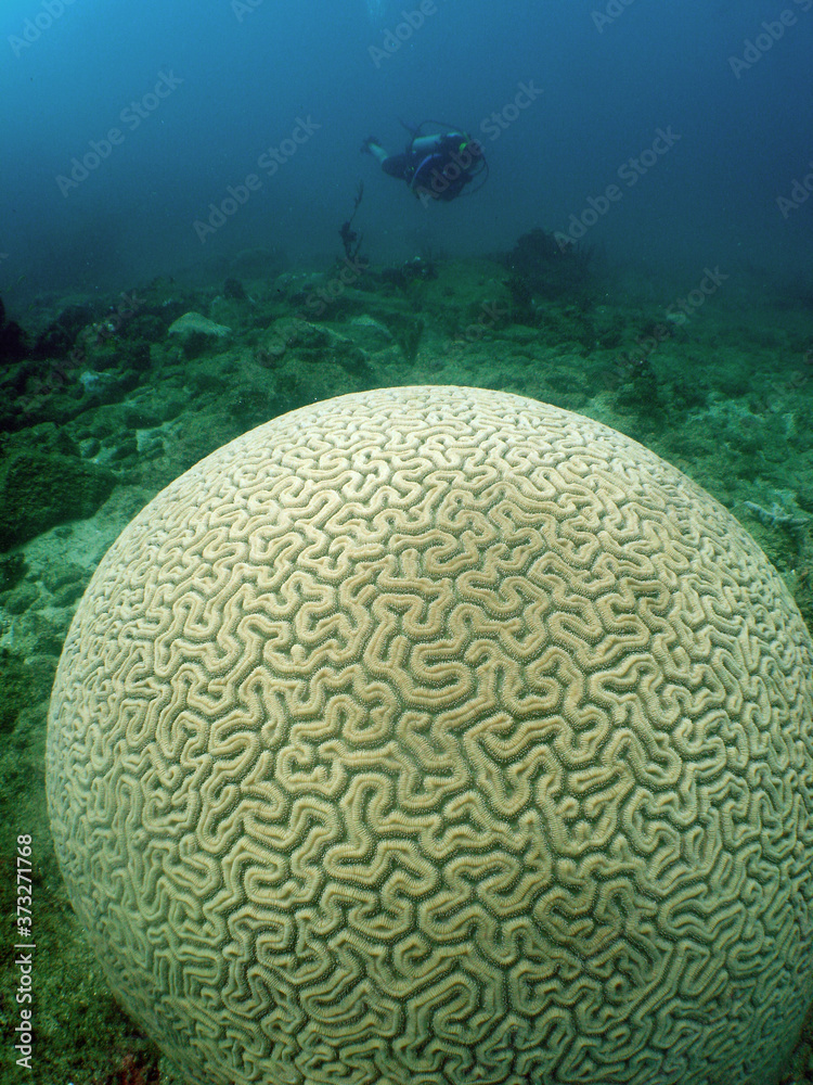 underwater scuba diver caribbean sea
Venezuela underwater scuba diver caribbean sea
Venezuela