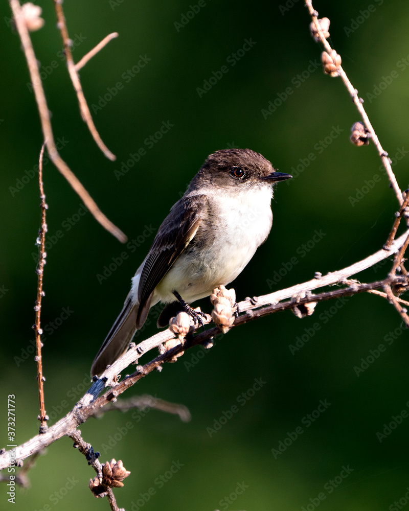 Fototapeta premium Northern Rough-winged Swallow photo stock. Perched on a branch displaying brown feather plumage with a green blur background in its habitat looking to the right side. Image. Picture. Portrait.