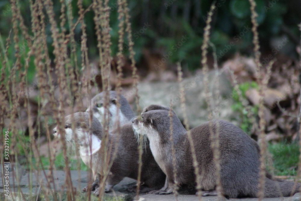 Fototapeta premium Otters in the reeds