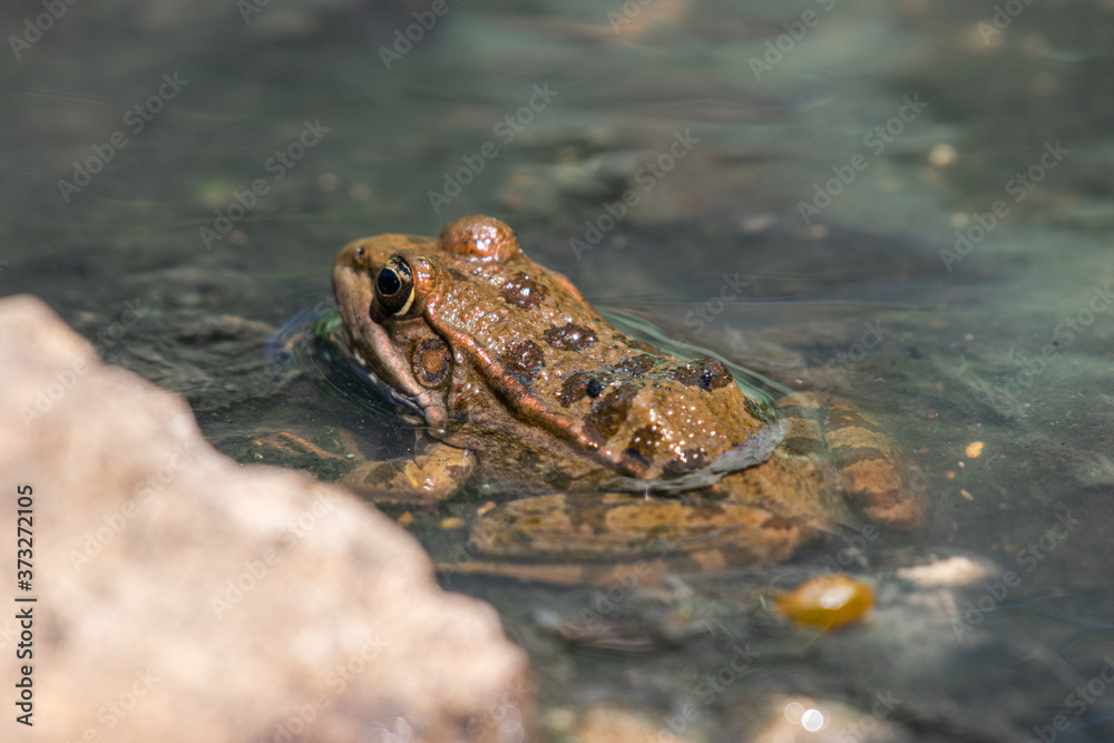 small frog in the shallow water of a river stream small frog in the shallow water of a river stream