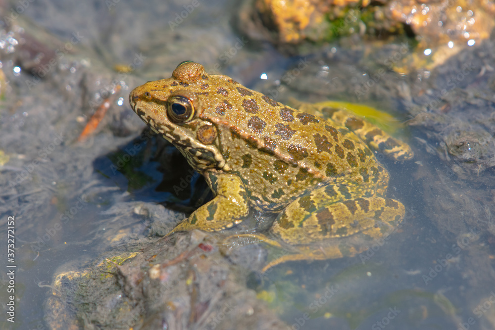 small frog in the shallow water of a river stream small frog in the shallow water of a river stream