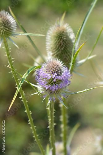 Wild teasel