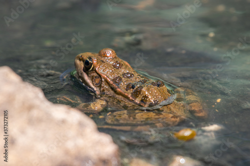 small frog in the shallow water of a river stream