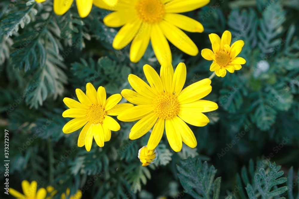 yellow flowers in the garden yellow flowers in the garden
