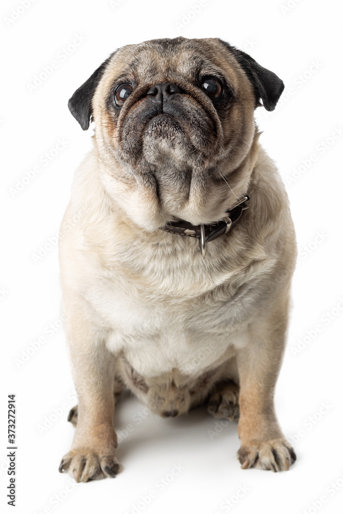 Adorable mature Pug dog sitting on white isolated background. Funny dog poses