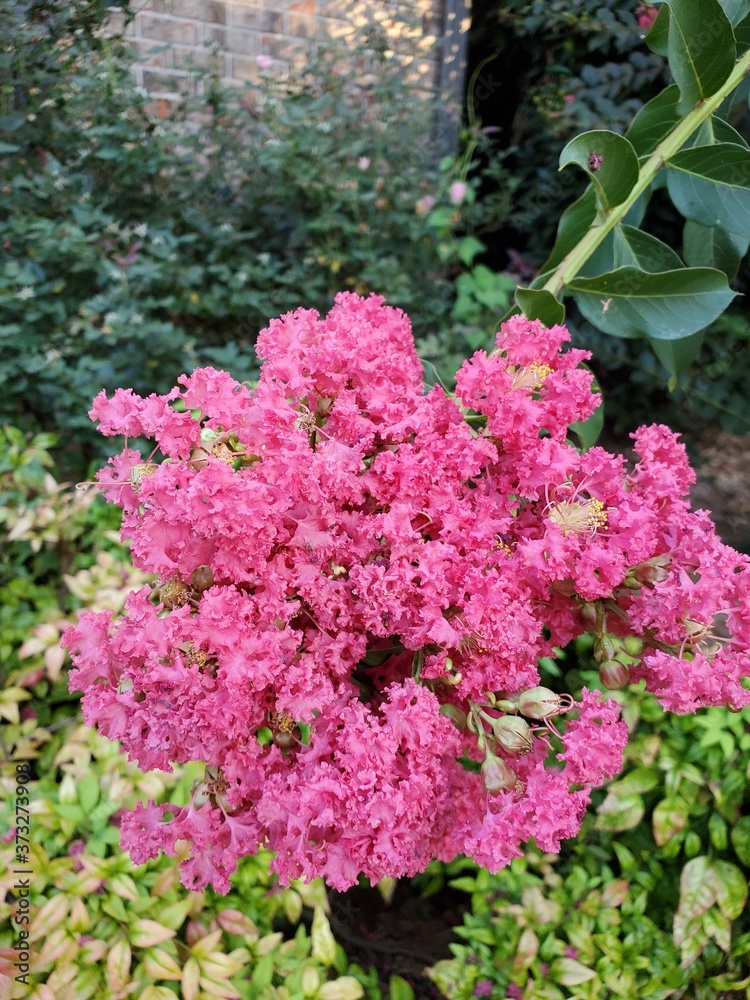 Obraz premium pink flowers in a garden