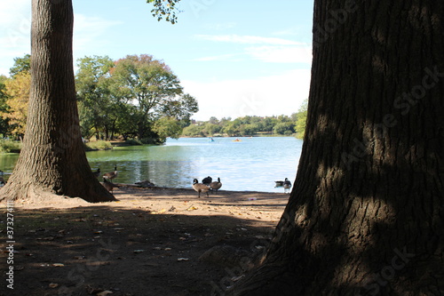 Ducks on the lake.