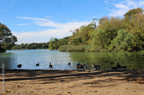 Ducks swimming on the lake.