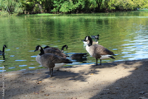Geese chilling by the lake.