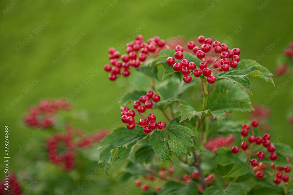 Bunch of red viburnum berries and green leaves on a branch Bunch of red viburnum berries and green leaves on a branch