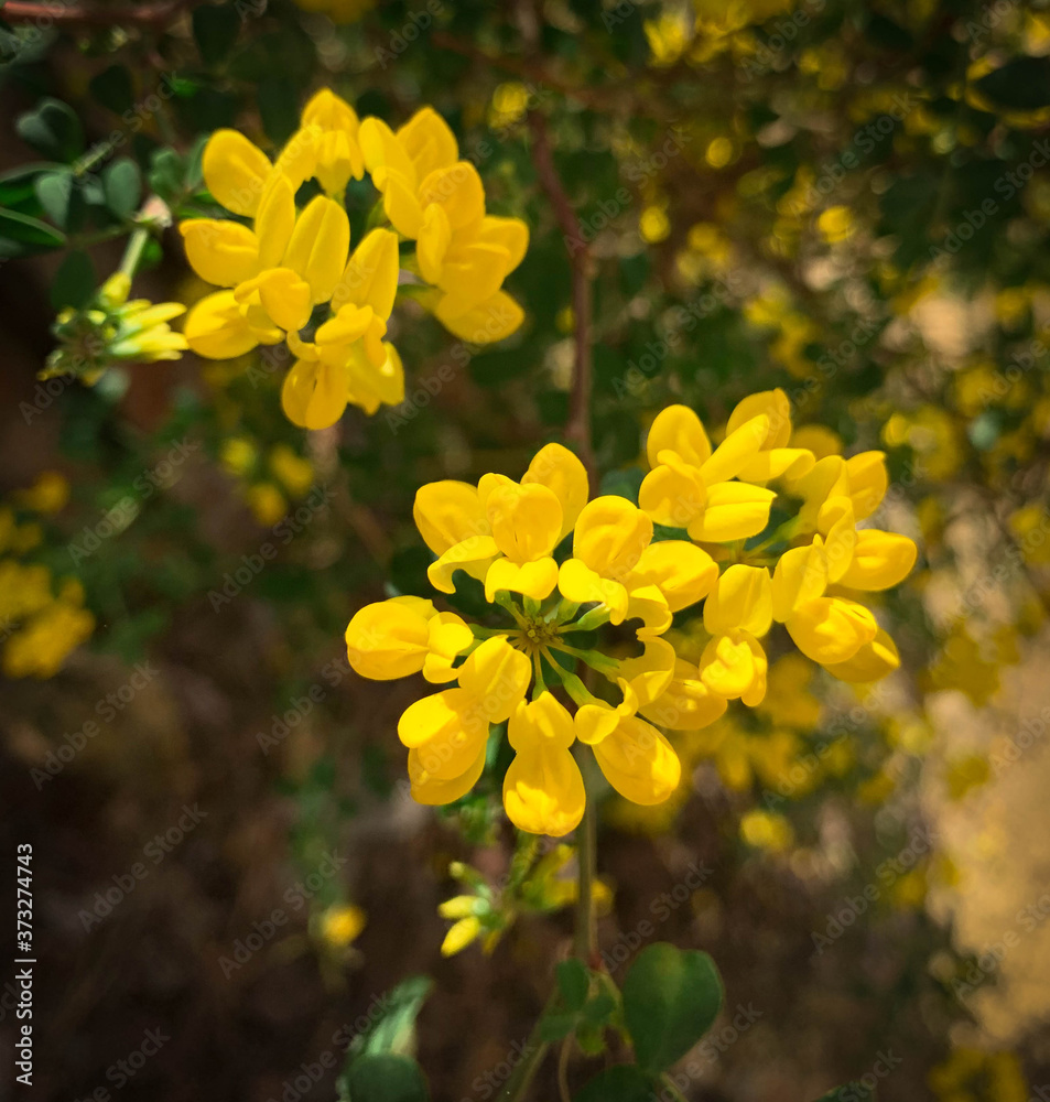 Shrubby crownvetch growing in summer garden. Soft yellow flowers of Coronilla Valentina, also known as Scorpion vetch and Mediterranean crownvetch Shrubby crownvetch growing in summer garden. Soft yellow flowers of Coronilla Valentina, also known as Scorpion vetch and Mediterranean crownvetch