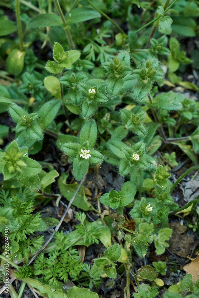 Cerastium fontanum Cerastium fontanum