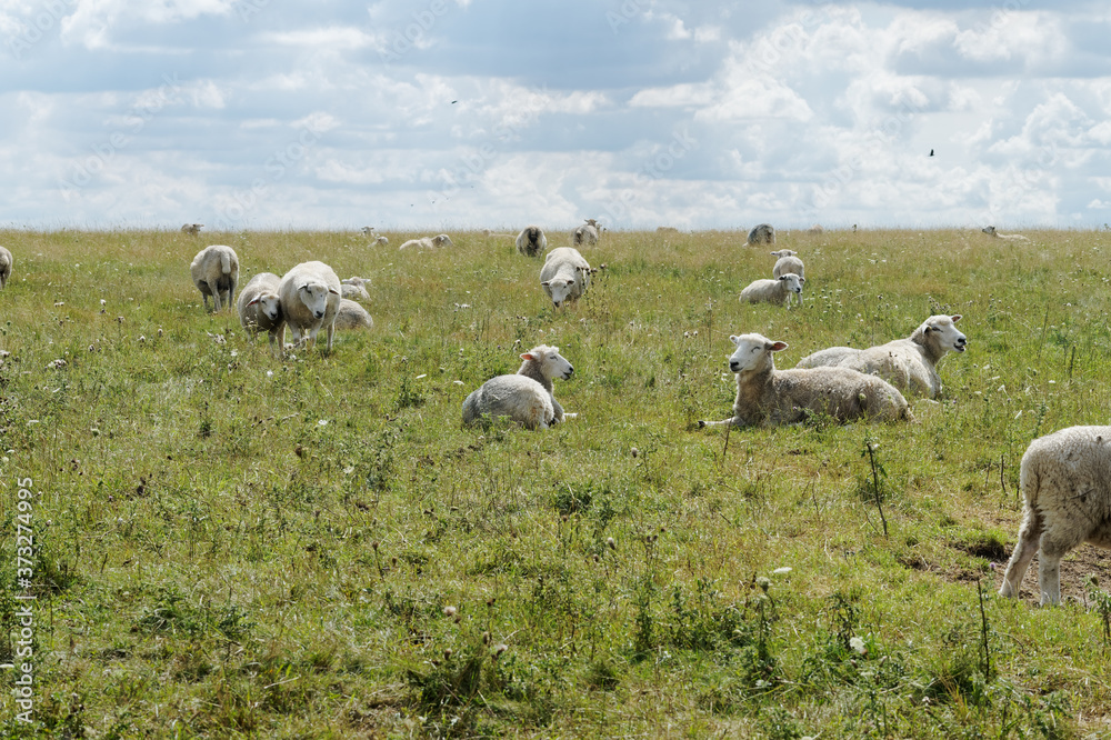 Fototapeta premium Flock of sheep on the meadow in England.