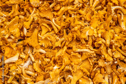 A big pile of chanterelles that fills the whole picture. A background of mushrooms