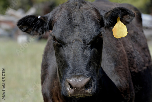 Black cow squinting in bright sunlight.