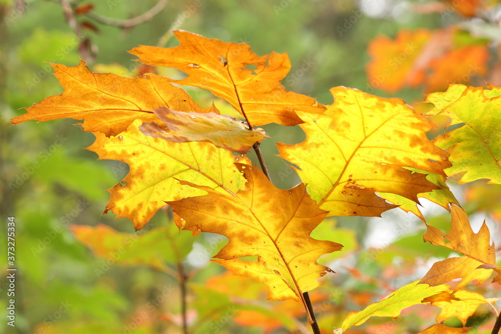 The yellow autumn leaves of an American oak. The yellow autumn leaves of an American oak.