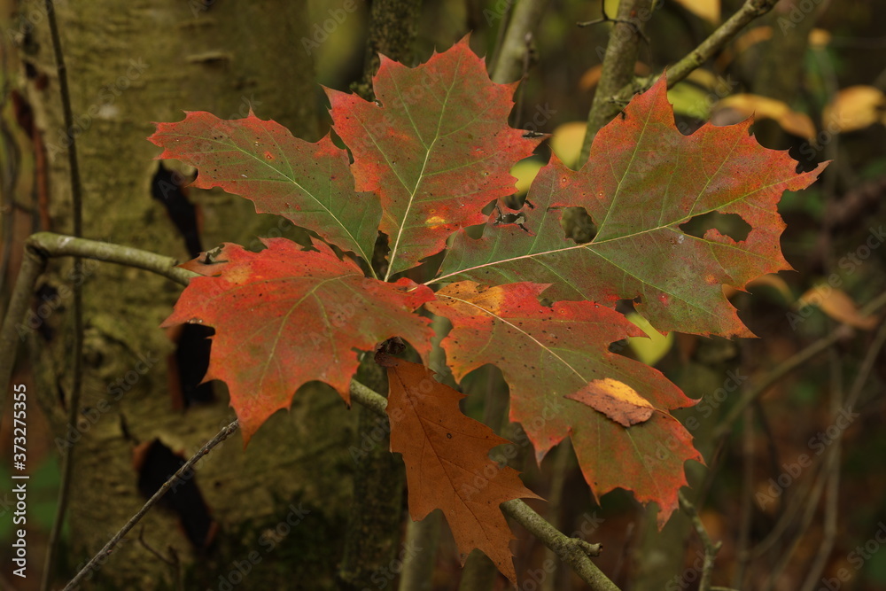 Colorful autumn leaves on a branch, close up.