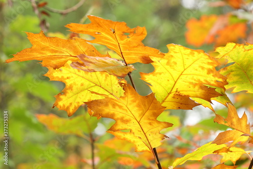The yellow autumn leaves of an American oak.