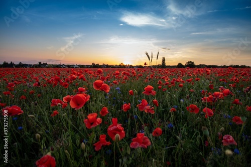 poppy field at sunset