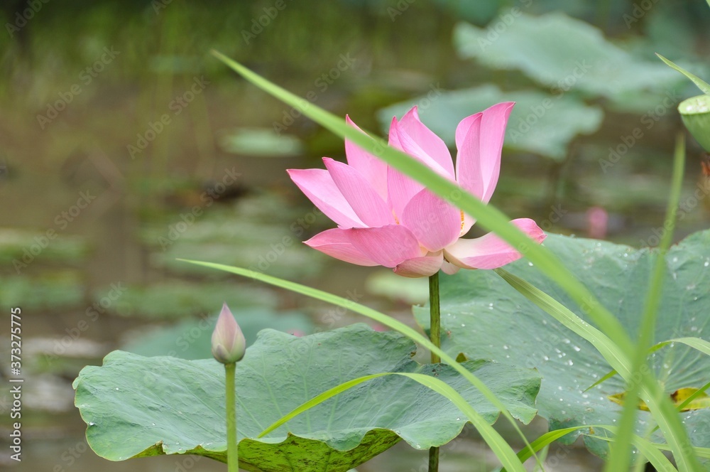 Lotus is the water plant. It has broad floating leaves and bright
