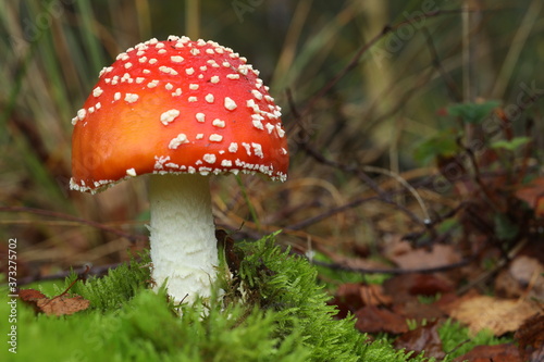 One fly agaric in the moss,up close.