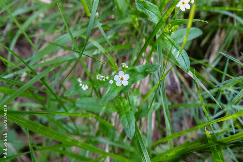 Wild flowers
