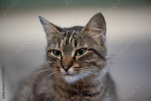 Pensive beautiful gray cat photographed close-up. © shymar27