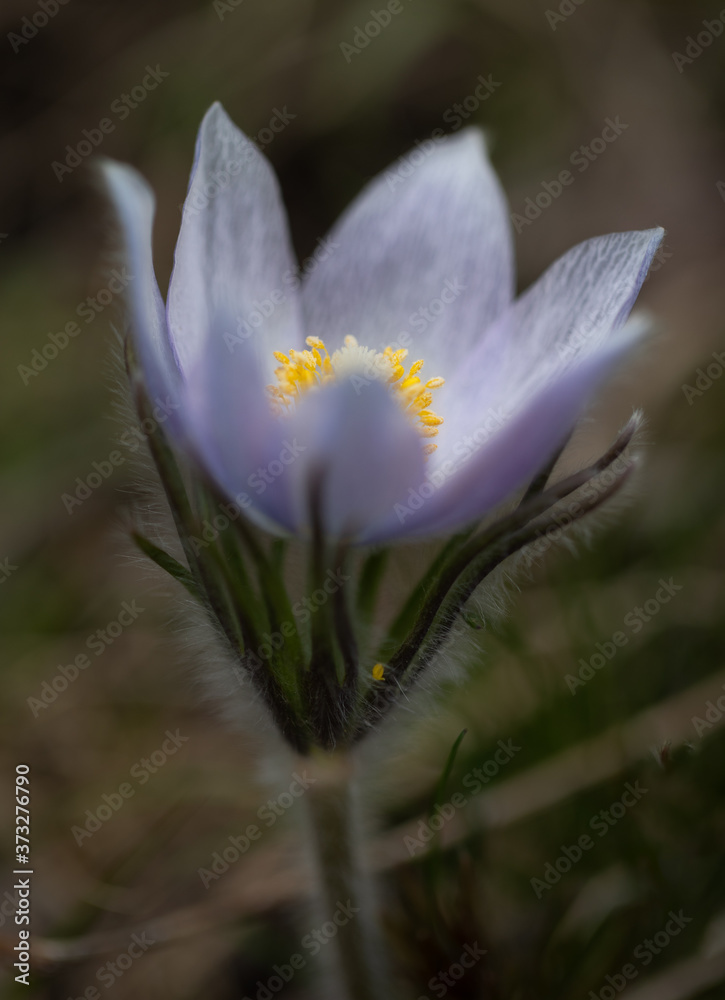 Fototapeta premium Macro Flower Bloom