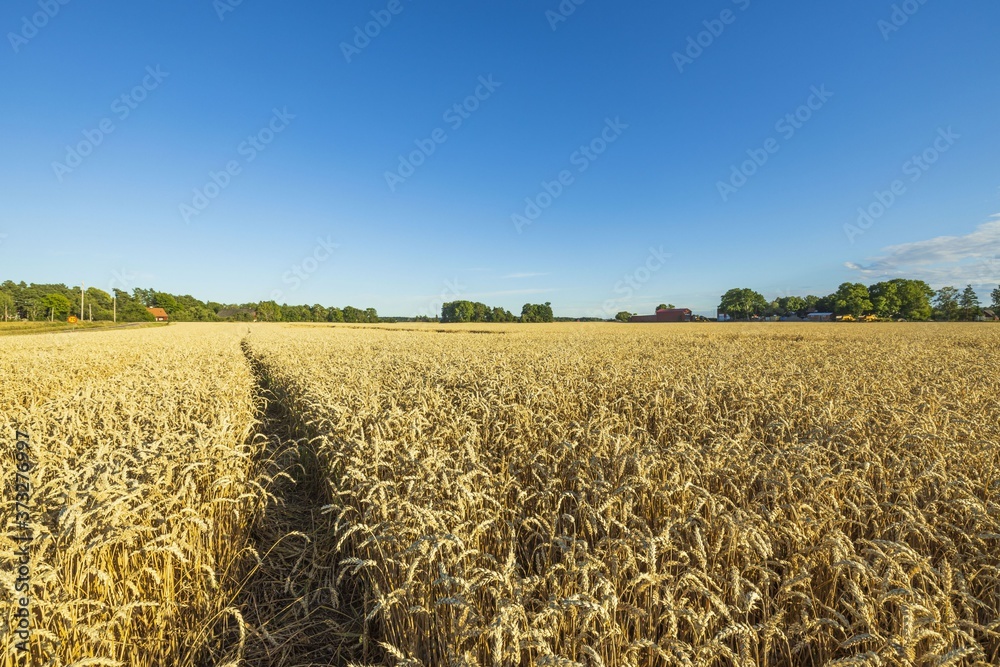 Naklejka premium Beautifiul view on wheat field in august. Agriculture concept. Sweden.