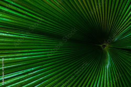 Tropical Texture: geometric fan palm leaf detail