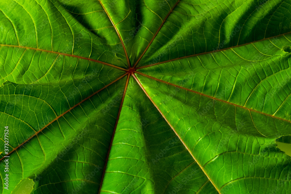 green leaf background texture streak orange colour green leaf background texture streak orange colour