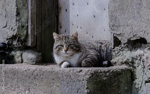 cat at the door photo