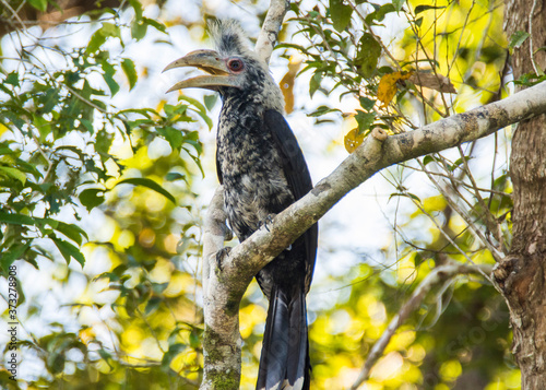 Kinabatangan river, Sabah, Borneo- JANUAR 2019: Endangered hornbill (Berenicornis comatus). photo