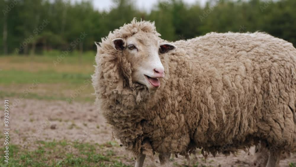 The sheep on the meadow breathes swaying, grazes, screams, turning its head to the side The sheep on the meadow breathes swaying, grazes, screams, turning its head to the side