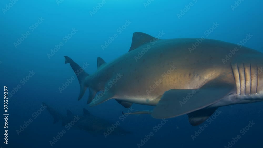 Stunning Underwater potrait shot of hovering grey nurse shark in the deep blue ocean,Australia Stunning Underwater potrait shot of hovering grey nurse shark in the deep blue ocean,Australia