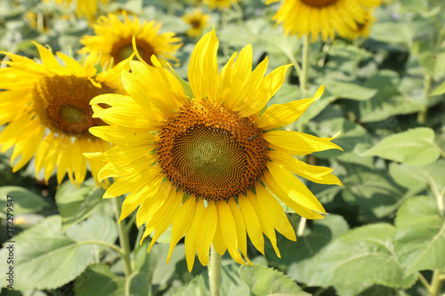 Sunflowers blooming in colorful summer