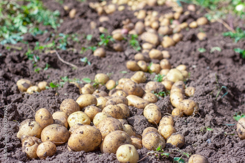 Fresh organic potatoes in the field.Harvest. Fresh organic potatoes in the field.Harvest.