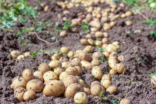 Fresh organic potatoes in the field.Harvest. photo