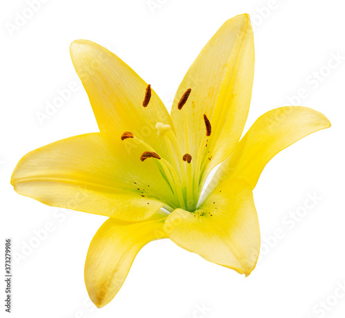 yellow lily isolated on a white background