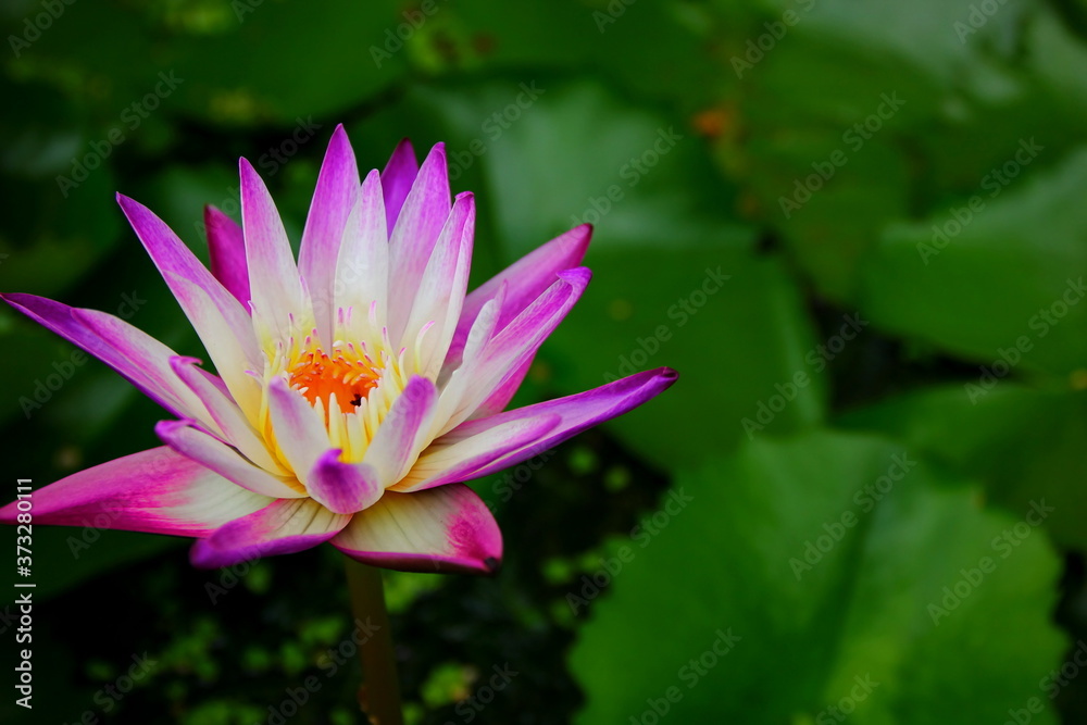 purple lotus yellow petal with abstarct lotus leaves pattern green background low light under shade of tree purple lotus yellow petal with abstarct lotus leaves pattern green background low light under shade of tree