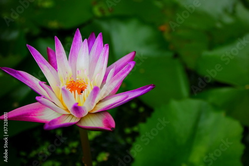 purple lotus yellow petal with abstarct lotus leaves pattern green  background low light under shade of tree