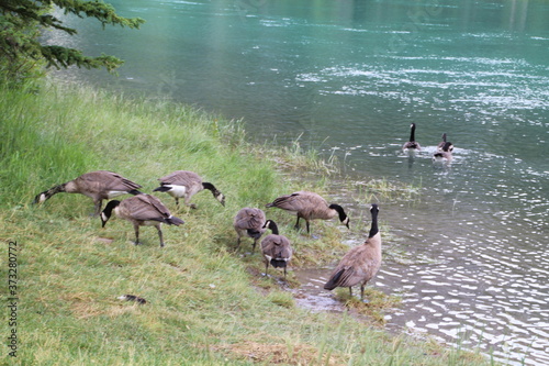Geese On The Banks Of The Bow River, Banff National Park, Alberta