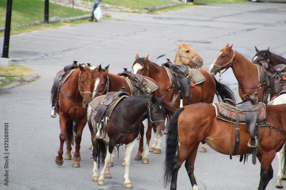 Horses Waiting, Banff National Park, Alberta Horses Waiting, Banff National Park, Alberta