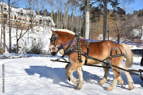 Photography Pulling Pair of Chestnut Percheron Horses in the Winter